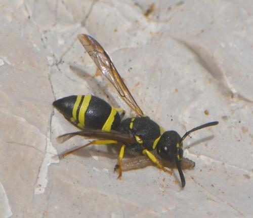 Ancistrocerus sp.